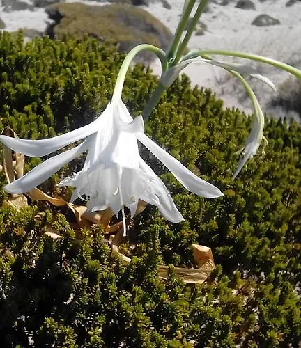 Resort Simosmare Elafonissos